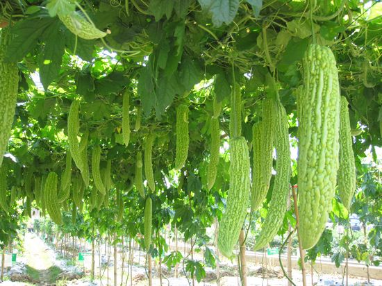 殺蟲劑，特效殺菌劑，沖施肥，葉面肥，植物生長調(diào)節(jié)劑，北美農(nóng)大集團(tuán)