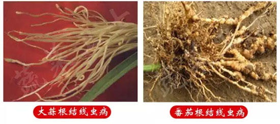蔬菜根結(jié)線蟲怎么防治